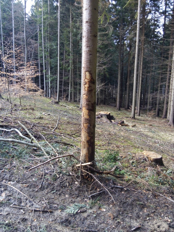 Lesné a pozemkové spoločenstvo Plevník Drienové